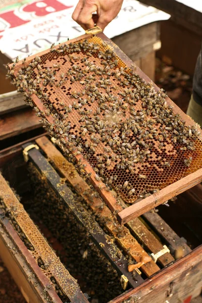Hives in an apiary with bees flying to the landing boards, Frames of a bee hive. Beekeeper Inspecting Bee Hive, Beekeeper harvesting honey