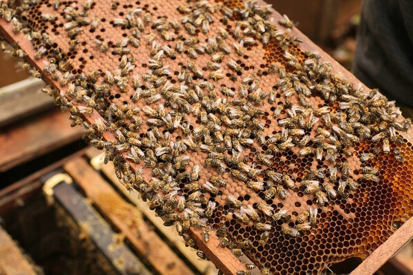 Hives in an apiary with bees flying to the landing boards, Frames of a bee hive. Beekeeper Inspecting Bee Hive, Beekeeper harvesting honey