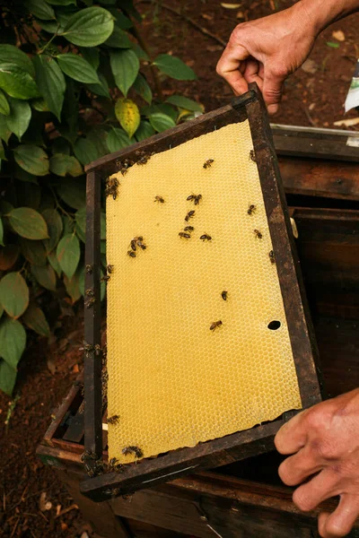 Hives Apiary Bees Flying Landing Boards Frames Bee Hive Beekeeper — Stockfoto