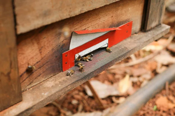 Вулиці Пасіці Бджолами Летять Посадкової Дошки Рамки Бджолиного Вулика — стокове фото