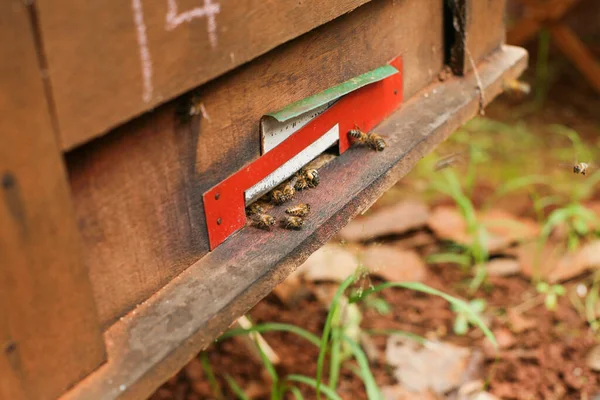 Hives Apiary Bees Flying Landing Boards Frames Bee Hive — Foto Stock