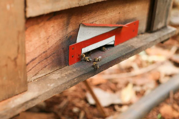Hives Apiary Bees Flying Landing Boards Frames Bee Hive — Stok fotoğraf