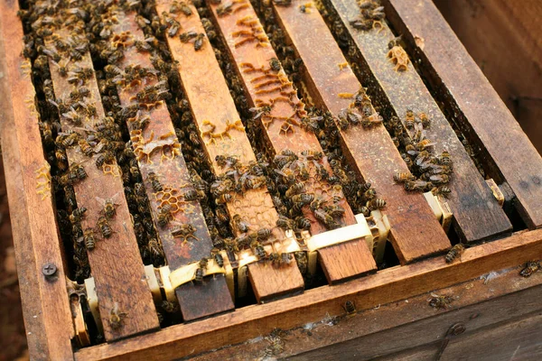 Hives in an apiary with bees flying to the landing boards, Frames of a bee hive. Beekeeper Inspecting Bee Hive, Beekeeper harvesting honey