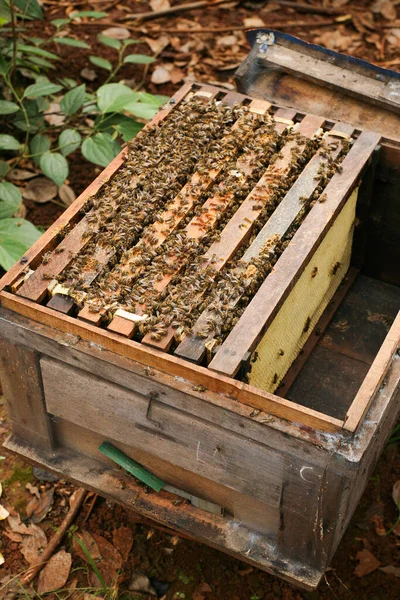 Hives Apiary Bees Flying Landing Boards Frames Bee Hive Beekeeper — Stockfoto