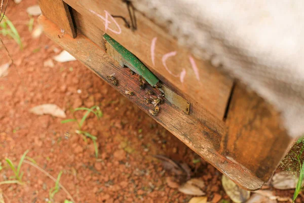 Hives Apiary Bees Flying Landing Boards Frames Bee Hive — Stok Foto