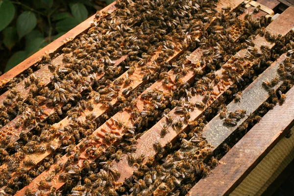 Hives in an apiary with bees flying to the landing boards, Frames of a bee hive. Beekeeper Inspecting Bee Hive, Beekeeper harvesting honey