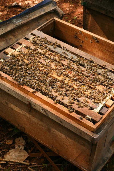 Hives Apiary Bees Flying Landing Boards Frames Bee Hive Beekeeper — Stockfoto