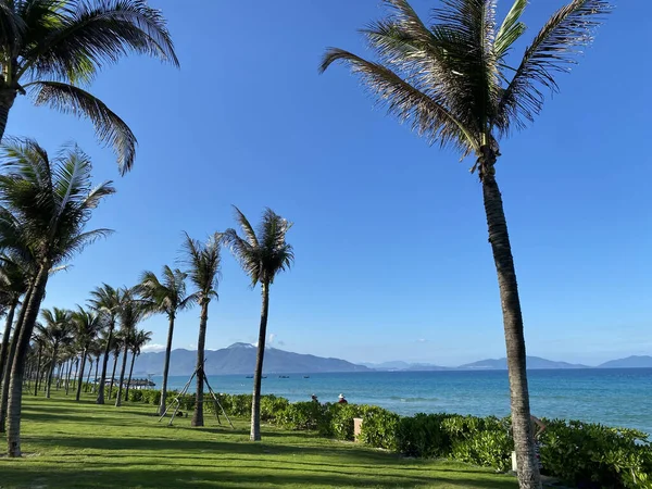 Palm Probeert Het Strand — Stockfoto