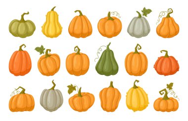 Cartoon pumpkins, halloween squash, fall harvest gourds. Pumpkins, squash and leaves vector symbols illustrations. Autumn thanksgiving and halloween pumpkins collection
