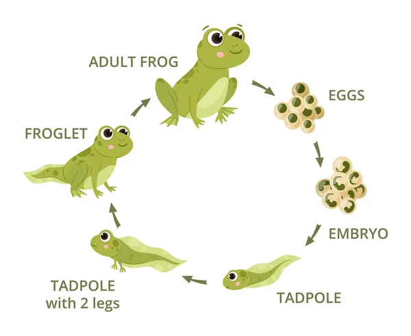 漫画カエルのライフサイクル オタマジャクシ カエル 両生類の進化 緑のカエル 自然の生息地のフラットベクトルイラストの水生動物の開発を設定します カエル変態スキーム — ストックベクタ