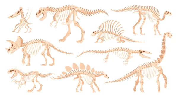 Esqueleto Dino Dibujos Animados Huesos Fósiles Dinosaurios Antiguos Jurásico Rapaces — Vector de stock