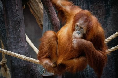 orangutan hayvanat bahçesinde