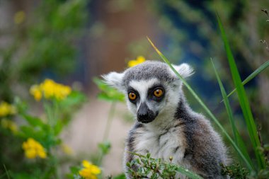 Hayvanat bahçesinde bir kuş