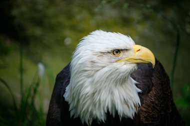 Kel kartal kafası, görünümü kapatın