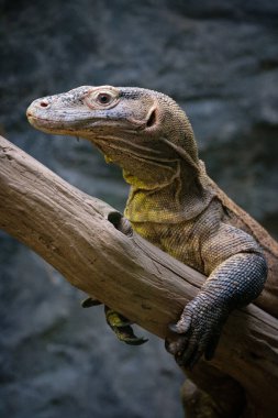 iguana buzlu
