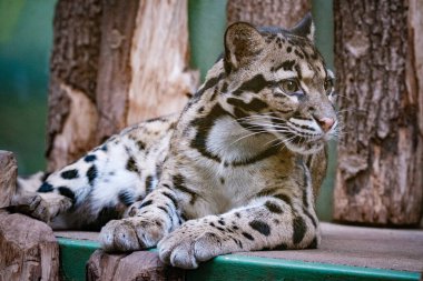 Hayvanat bahçesindeki leopar