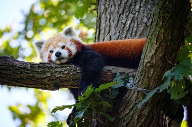 Ağaçtaki kırmızı panda