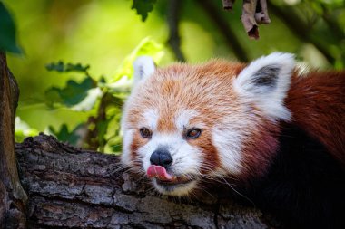 Kırmızı panda ve yavrusu bahçede