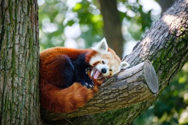 Ağaçtaki kırmızı panda