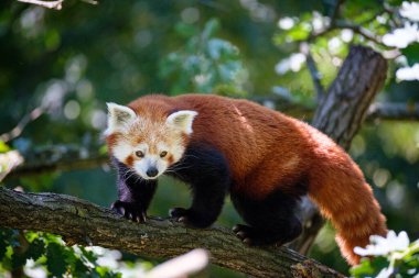 Ağaçtaki kırmızı panda