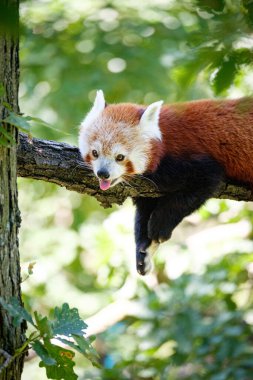 Ağaçtaki kırmızı panda