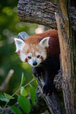 Ağaçtaki kırmızı panda