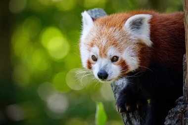 Ağaçtaki kırmızı panda