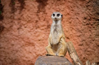 Hayvanat bahçesinde mirket