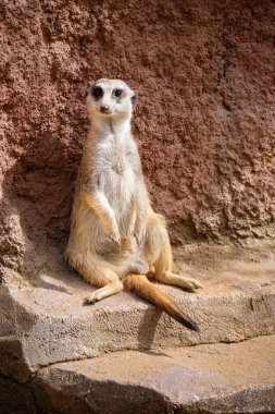 Hayvanat bahçesinde mirket