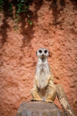 Hayvanat bahçesinde mirket