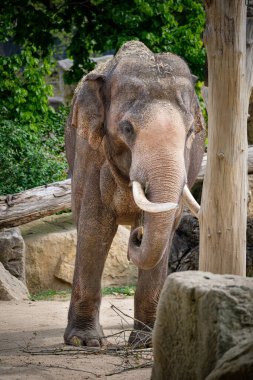 Hayvanat bahçesindeki fil