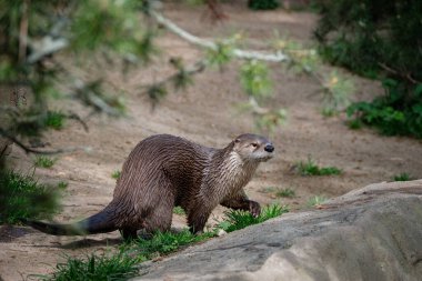 Ormandaki kahverengi ayının yakın plan fotoğrafı.