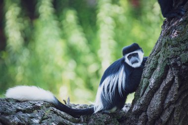 Şirin bir pandanın siyah beyaz portresi