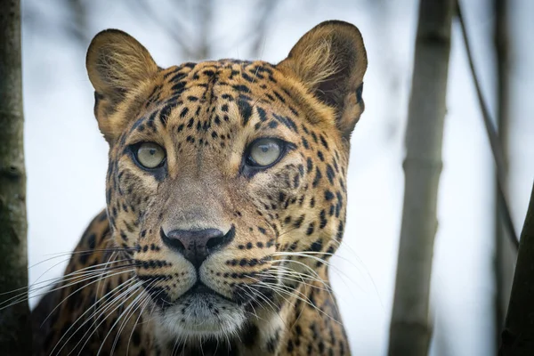 Close Leopard Wild — стоковое фото