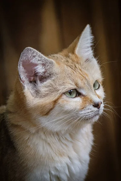 Porträt Einer Süßen Katze — Stockfoto