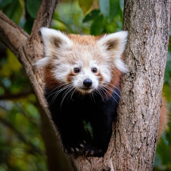 Panda Erdőben Napon — Stock Fotó