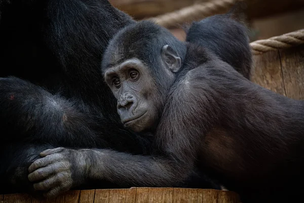 Närbild Svart Gorilla — Stockfoto