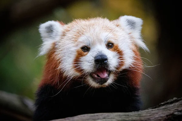 Panda Rojo Fondo Del Árbol Mira Sol — Foto de Stock