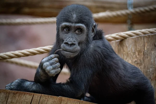 Närbild Svart Gorilla — Stockfoto