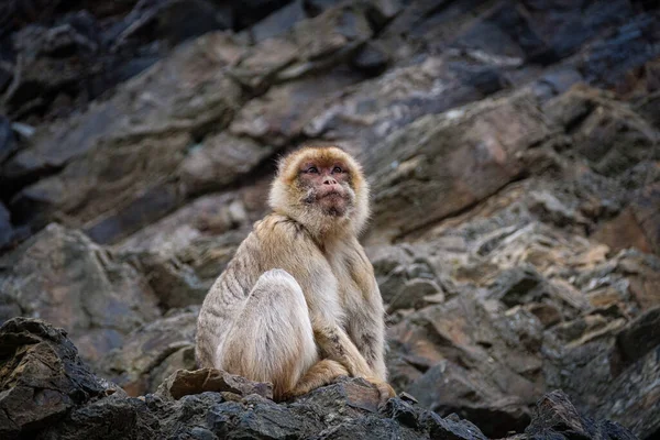 Nahaufnahme Eines Niedlichen Affen Der Auf Einem Felsen Sitzt — Stockfoto