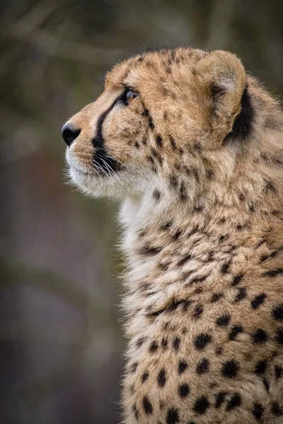 Close Cheetah Savannah — стоковое фото