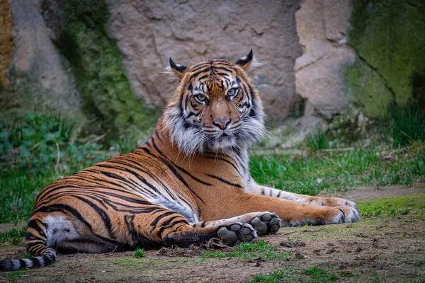 Tiger Zoo — Stock Photo, Image