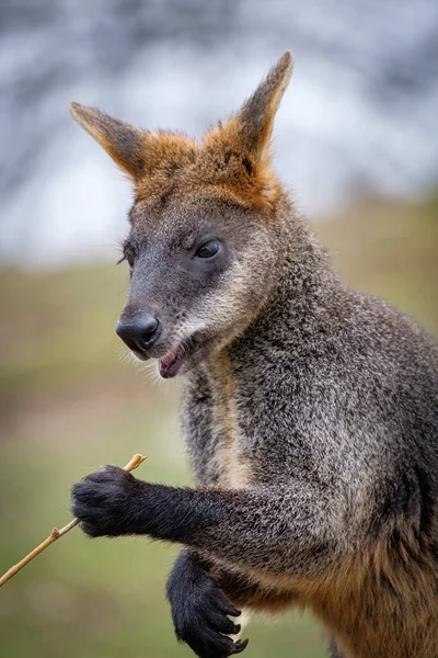 Primer Plano Lindo Canguro Naturaleza — Foto de Stock