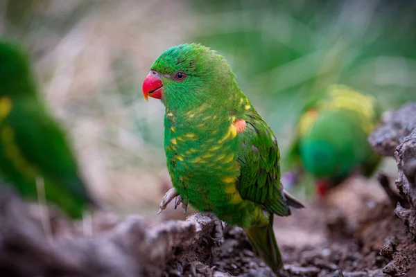 Hermoso Loro Colorido Bosque — Foto de Stock