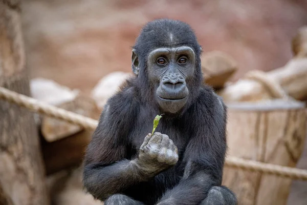 Närbild Manlig Orangutang — Stockfoto