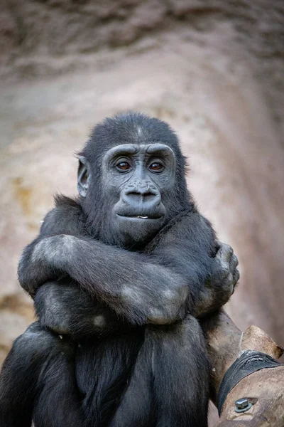 Närbild Manlig Gorilla — Stockfoto