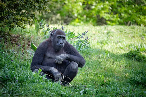 Ein Schwarzer Gorilla Wald — Stockfoto