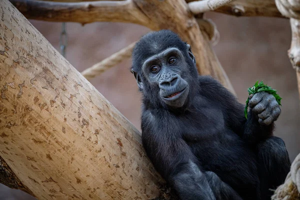Närbild Gorilla Som Sitter Ett Träd — Stockfoto