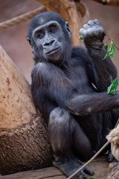Närbild Manlig Orangutang — Stockfoto