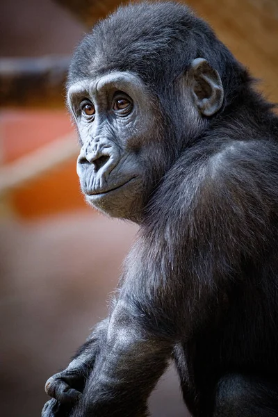 Närbild Manlig Gorilla — Stockfoto